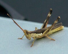 Acantherus piperatus