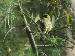 Lichenostomus melanops