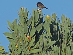 Protea subvestita