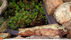 Ptilotula fusca