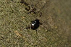 Cydnidae