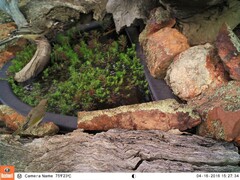 Ptilotula fusca