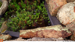 Ptilotula fusca
