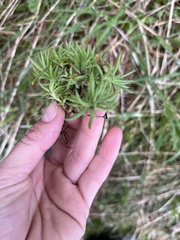 Petrosedum rupestre