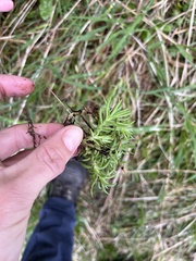 Petrosedum rupestre