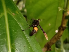 Polistes sagittarius
