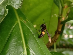 Polistes sagittarius