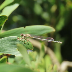Xanthagrion erythroneurum