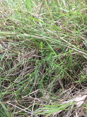 Asperula conferta