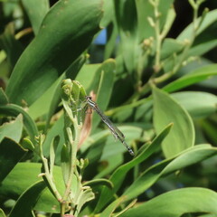 Austroagrion watsoni