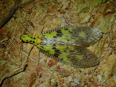 Protohermes dichrous