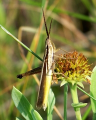 Mermiria intertexta