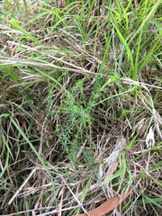 Asperula conferta