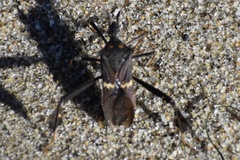 Leptoglossus zonatus