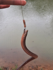 Monopterus javanensis