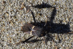 Leptoglossus zonatus