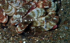 Ancylomenes magnificus