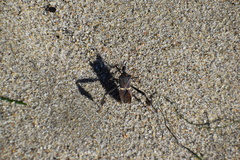 Leptoglossus zonatus