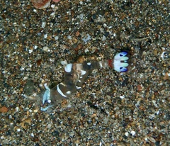 Ancylomenes magnificus