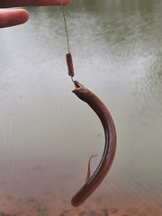 Monopterus javanensis