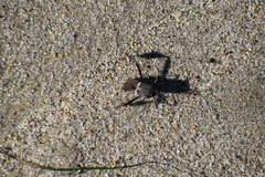 Leptoglossus zonatus