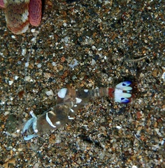 Ancylomenes magnificus