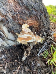 Laetiporus