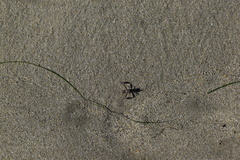 Leptoglossus zonatus