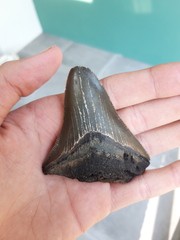 Carcharodon megalodon