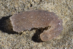 Pyrosoma