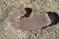 Pyrosoma
