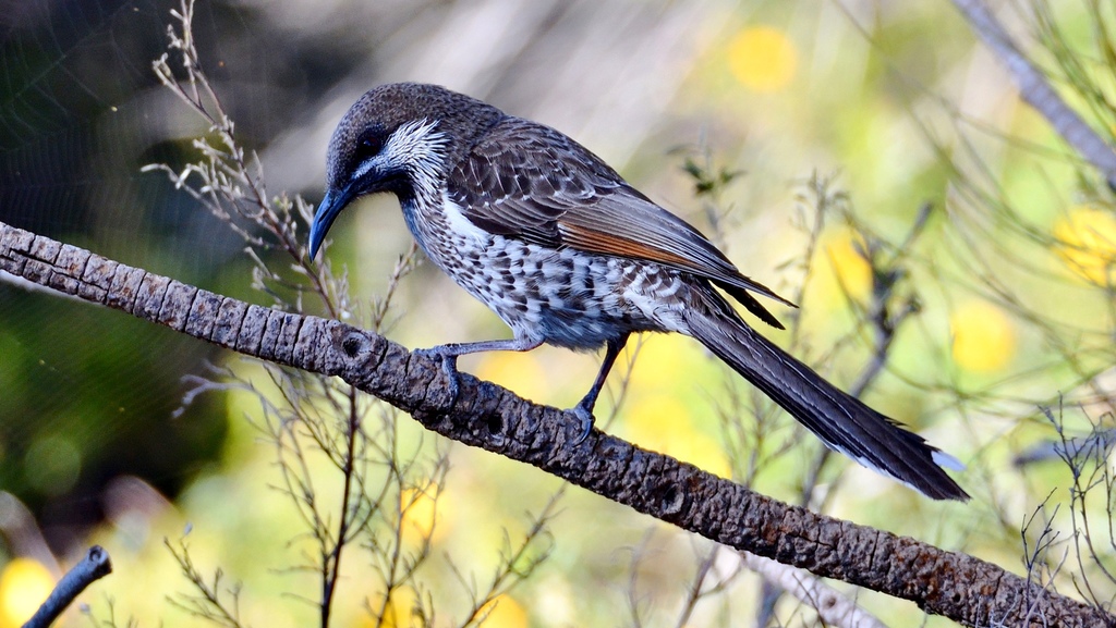 Western Wattlebird photo