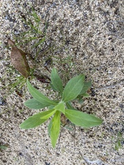 Eurybia radulina
