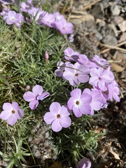 Phlox diffusa