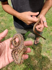 Amphiesma stolatum
