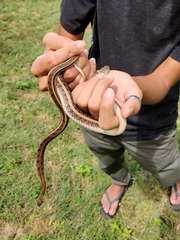 Amphiesma stolatum