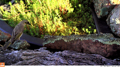 Ptilotula fusca