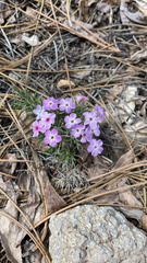 Phlox diffusa