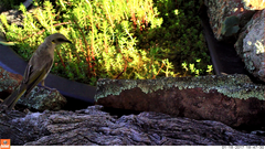 Ptilotula fusca