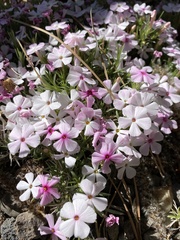 Phlox austromontana