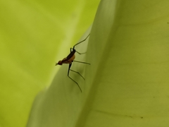 Telostylinus lineolatus