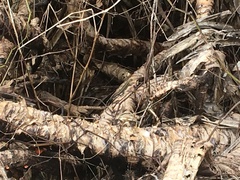 Eutropis multicarinata