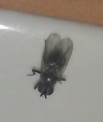 Diptera