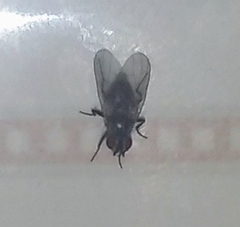 Diptera