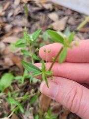 Oldenlandia corymbosa