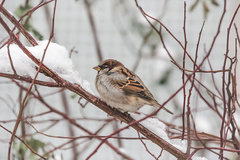 Passer domesticus