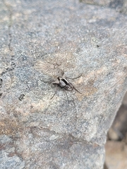Proscissio milleri