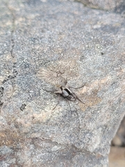 Proscissio milleri
