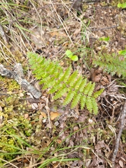 Polystichum vestitum