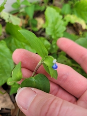 Commelina